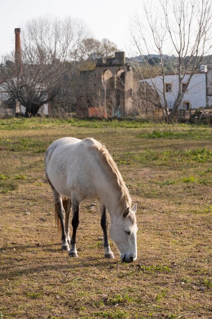 Duży koń pasie się na łące z bujną zieloną trawą