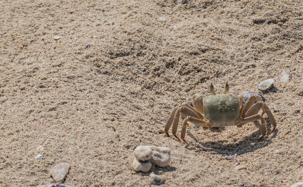 Duży krab biegnie bardzo szybko po drobnym piasku na plaży.