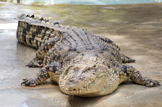 Duży krokodyl na farmie w Langkawi, Malezja