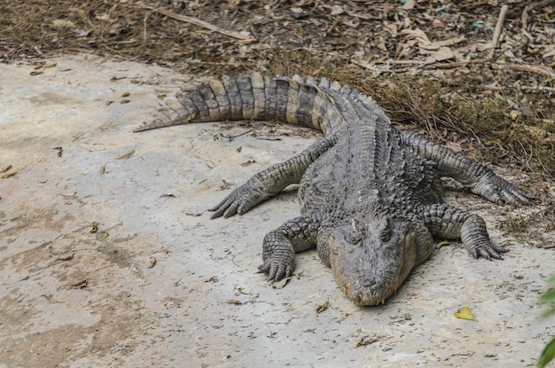 Duży krokodyl śpi na ziemi na farmie