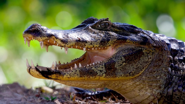Duży krokodyl z ostrymi zębami na ziemi