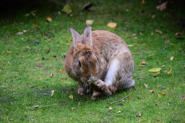 Duży królik z bliska siedzi na zielonej trawie i drapie się w łapę. Tło jest rozmyte