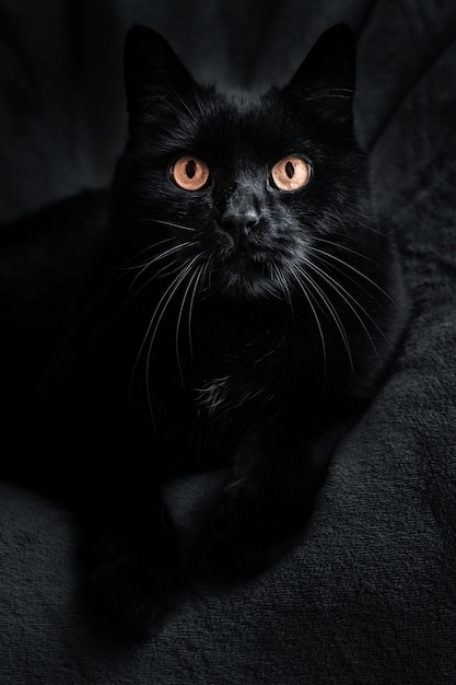 Duży krótkowłosy czarny kot domowy leży na ciemnym tle