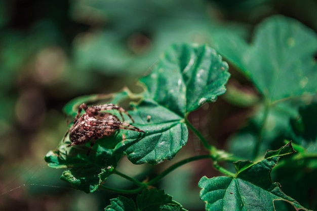Zdjęcie duży krzyż samica pająka na zielonym liściu zbliżenie zdjęcie z rozmytym tłem brązowy pająk z białymi kropkami w lesie