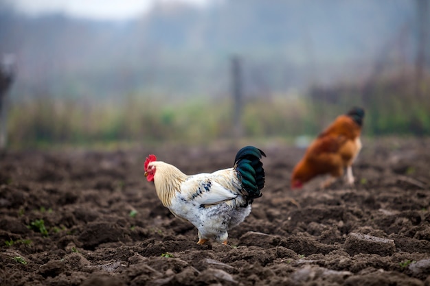 Duży ładny piękny biały i czarny kogut i karmazynki karmiący outdoors w przeorzącym polu na jaskrawym słonecznym dniu na zamazanym kolorowym wiejskim tle. Hodowla drobiu, mięsa z kurczaka i jaj.