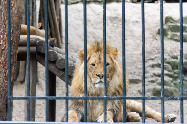 Duży lew w żelaznej klatce w zoo