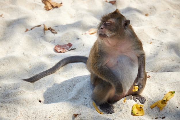 Duży makak żeński siedzi na piasku na plaży i zjada banana