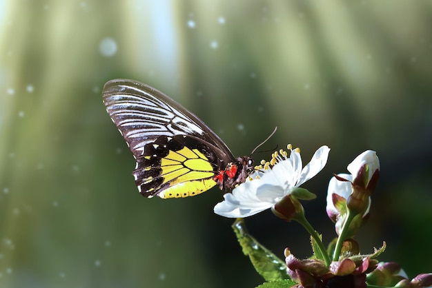 Duży motyl na kwiatku jabłka lub wiśni ze światłem słonecznym i bokeh pięknym wiosennym tłem