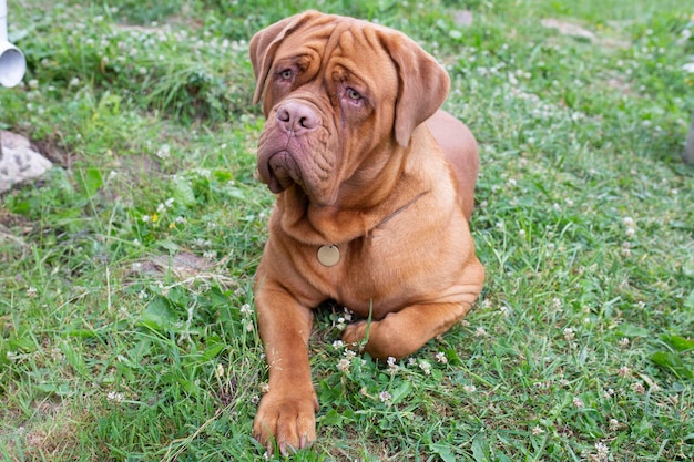 Duży, ostrożny pies leży i patrzy. Dogue de Bordeaux chroni swój terytorium.