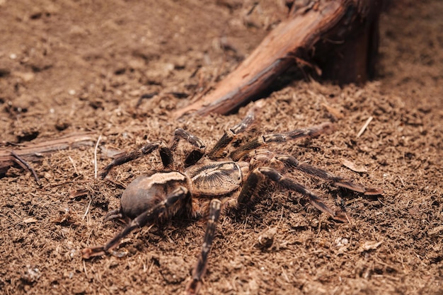 Duży pająk tarantuli na glinianej pokrywie w terrarium.