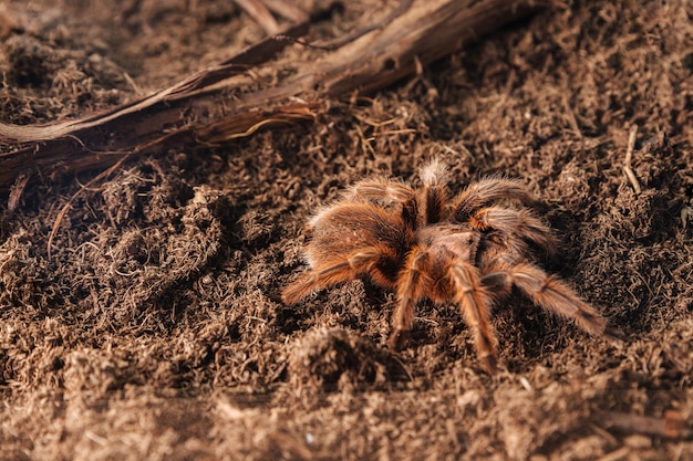 Duży pająk tarantuli na glinianej powierzchni.