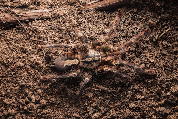 Duży pająk tarantuli na glinianej powierzchni.