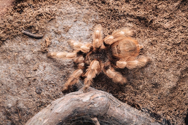 Duży pająk tarantuli na glinianej powierzchni