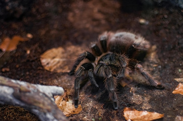 Duży pająk w swoim środowisku Tarantula chilijska różana