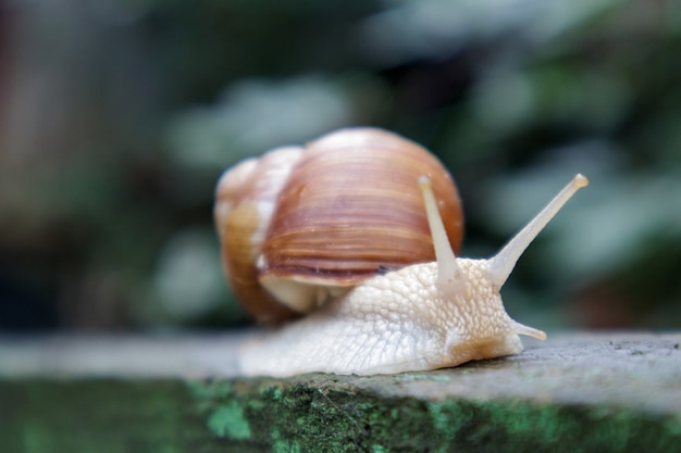 Duży pełzający ślimak ogrodowy z muszlą w paski. Duży biały mięczak z brązową muszlą w paski. Letni dzień w ogrodzie. Ślimak bordowy, rzymski z rozmytym tłem. Helix promatia.