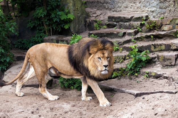 Duży piękny samiec lwa w zoo