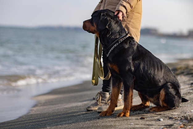 Duży piękny wierny pies rasy Rottweiler siedzi obok swojego właściciela w beżowej ciepłej kurtce na piaszczystej plaży na tle błękitnego wzburzonego morza