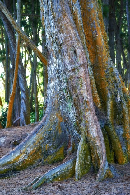 Duży pień drzewa w dżungli latem Niski kąt starej kory drzewa w dzikim tajemniczym lesie Natura krajobraz drzewa Banyan w ciągu dnia w Waikiki Honolulu Hawaje USA