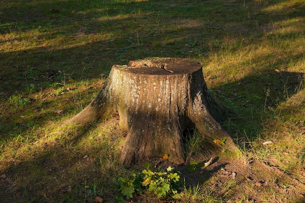 Duży pień starego drzewa