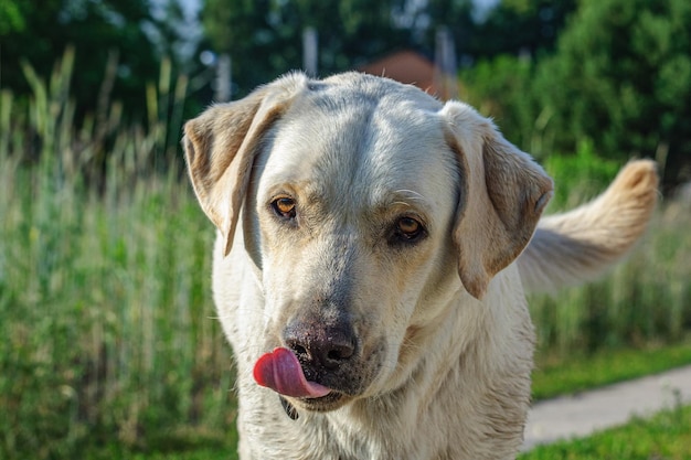 Duży pies labrador liże pysk językiem