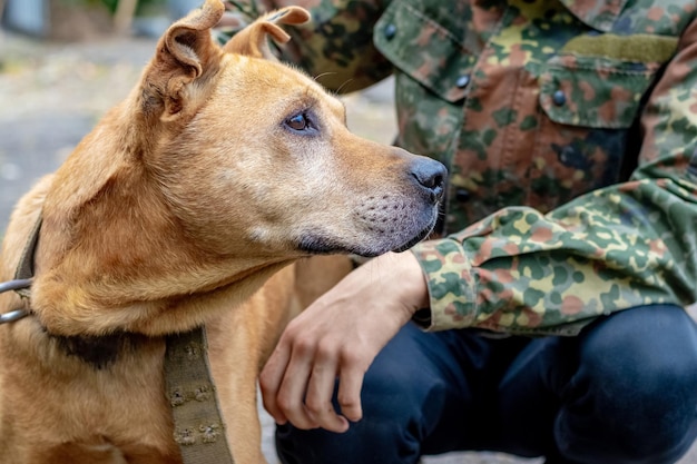 Duży pies rasy Pit Bull Terrier na smyczy obok właściciela