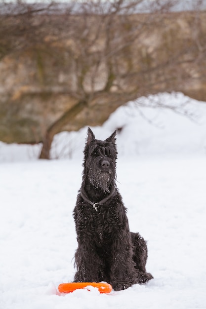 Duży pies Riesenschnauzer siedzi na śniegu