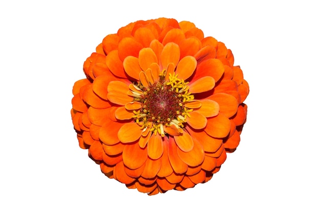 Duży pomarańczowy kwiat Cynia na białym tle