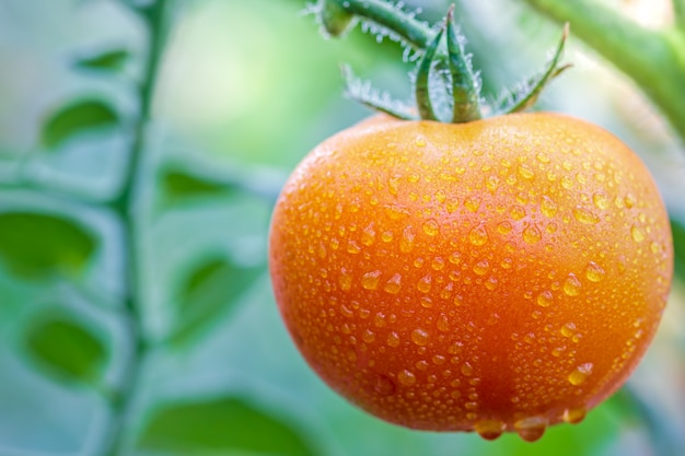 Duży pomidor i krople woda w organicznie gospodarstwach rolnych z ranku światłem słonecznym.