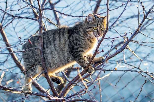 Duży pręgowany kot na drzewie jesienią