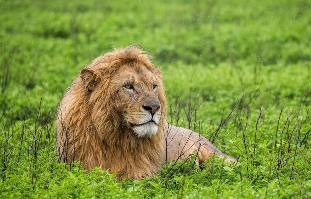 Duży samiec lwa leży w trawie.