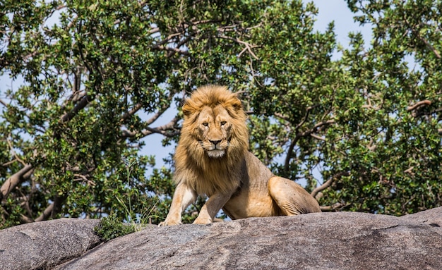 Duży samiec lwa na dużej skale.