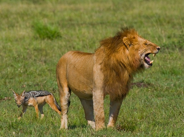 Duży samiec lwa stoi na sawannie. Park Narodowy. Kenia. Tanzania. Masai Mara. Serengeti.