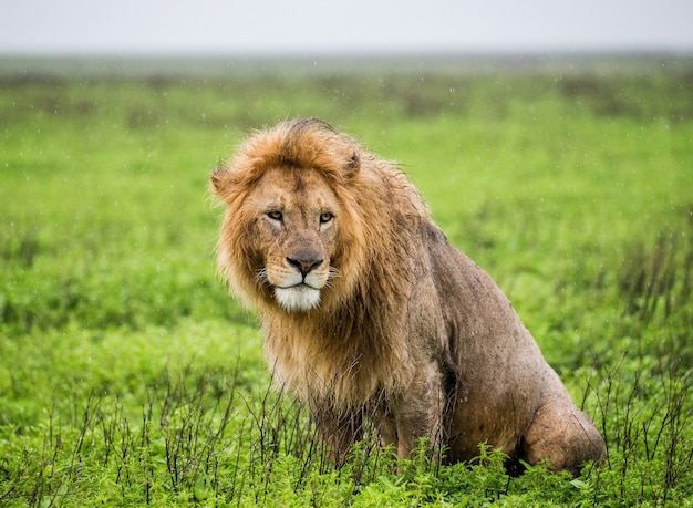 Duży samiec lwa w trawie.