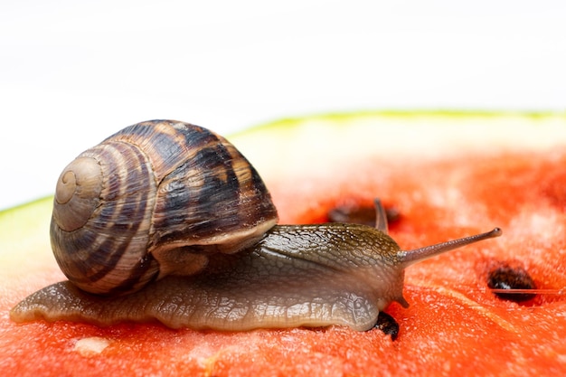 Duży ślimak Helix pomatia czołga się po arbuzie i pije sok z arbuza