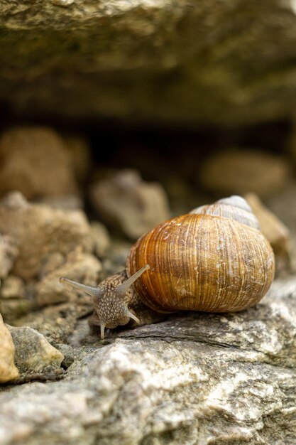 duży ślimak ogrodowy, fotografia makro ślimaka ogrodowego