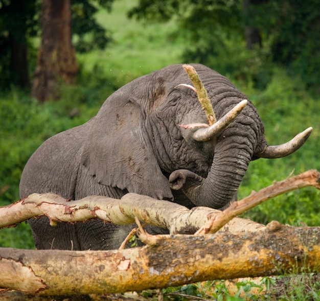 Zdjęcie duży słoń łamie drzewo.
