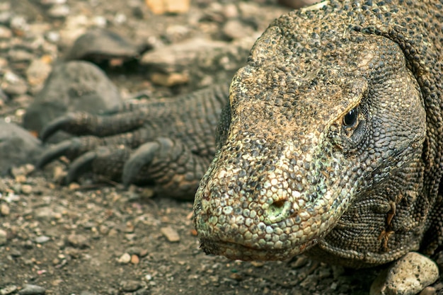 Duży smok z Komodo