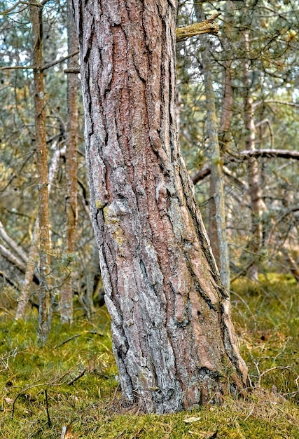 Zdjęcie duży stary pień drzewa w lesie las otoczony mnóstwem zielonych, suchych gałęzi trawy, gałązek w pustym, przyjaznym środowisku latem dziki krajobraz przyrody z teksturami drewna