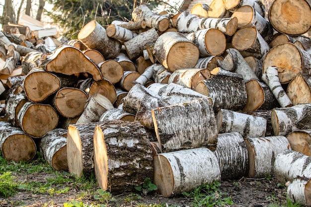 Duży stos okrągłe kawałki drewna Kłody są piłowane z pni brzozowych ułożonych w stos