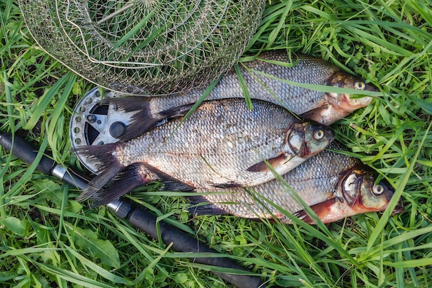 Duży świeży leszcz Świeżo złowiona ryba rzeczna Duży smaczny zbliżenie ryb Wędkowanie na spinning i feeder Wędkarstwo sportowe