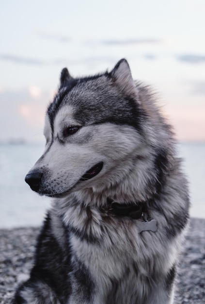 Duży szary Alaskan Malamute. Portret dużego rasowego psa na plaży