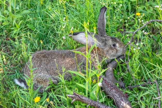 Duży szary królik rasy Vander na zielonej trawie. Królik zjada trawę. Hodowla królików na farmie