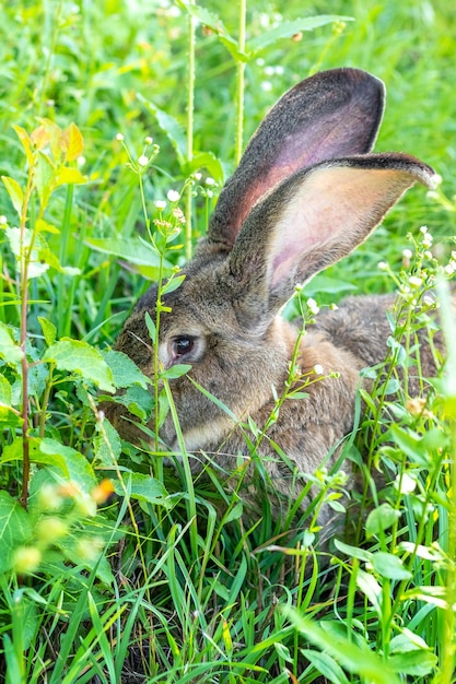 Duży szary królik rasy Vander na zielonej trawie. Królik zjada trawę. Hodowla królików w gospodarstwie