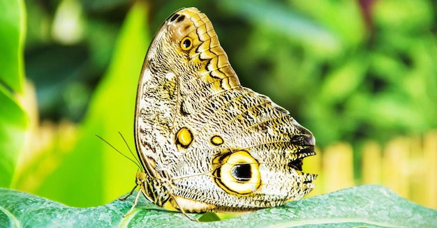 Zdjęcie duży tropikalny motyl siedzi na polu zielonej trawy z kwiatami. selektywne skupienie.zwierzęta