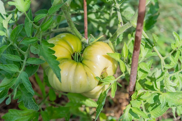 Duży zielony pomidor wiszący na krzaku w ogrodzie warzywnym latem na wsi