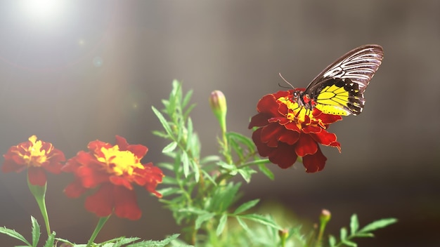 Duży żółty motyl na kwiatku nagietka Kolorowe jesienne tło Tagetes Miejsce do dodania tekstu