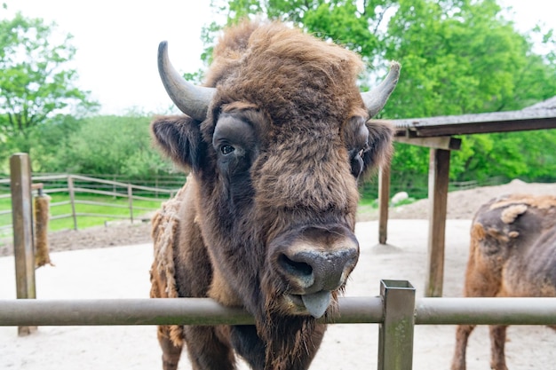 Duży żubr w zoo na świeżym powietrzu