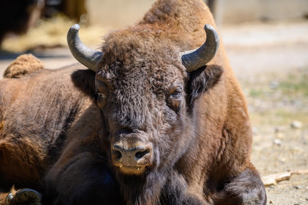 Duży żubr znany również jako Bison bonasus