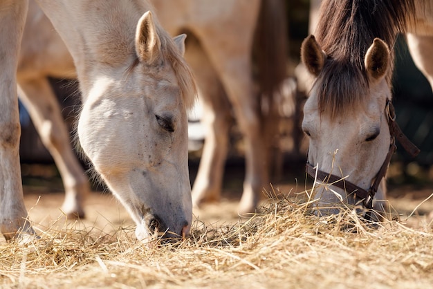 Dwa białe konie arabskie jedzące siano z ziemi, szczegóły zbliżenia na głowie