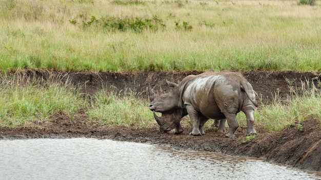 Dwa białe nosorożce walczą przy wodopoju